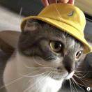 Prigogine的个人资料头像