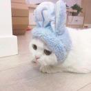 蓝小衡的个人资料头像