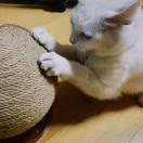 好在掘金的个人资料头像