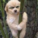 微风不燥不微风的个人资料头像