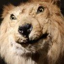 chaoCoLtd的个人资料头像