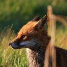 阿福爱学习的个人资料头像