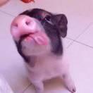 特斯小拉的个人资料头像