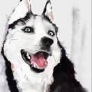 夜半重名了的个人资料头像