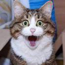 哈迪斯就是我的个人资料头像