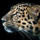 HuaYong的个人资料头像