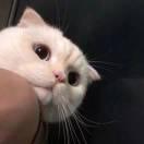 酸菜鱼的个人资料头像