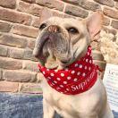 铃铛的个人资料头像