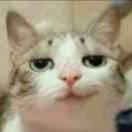 Meloe的个人资料头像