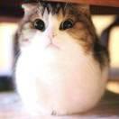 四喜君的个人资料头像