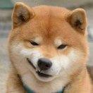 小鱼干本尊71067的个人资料头像