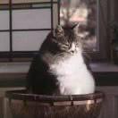 凌微阳的个人资料头像