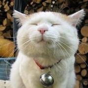 胖猫的地盘的个人资料头像