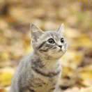 夜宵的个人资料头像