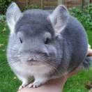 唯一的个人资料头像