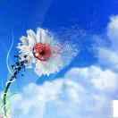 兰尼斯特泰温的个人资料头像