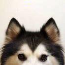 越努力越幸运同学71487的个人资料头像