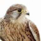 王三岁不想说话的个人资料头像