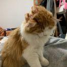 li不想说话71838的个人资料头像