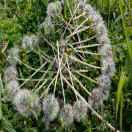 枫丶叶的个人资料头像