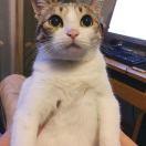 陈长清在掘金的个人资料头像