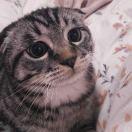 刘吃吃elf的个人资料头像