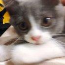 鱼丸粗面的个人资料头像