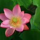 lighting酱的个人资料头像