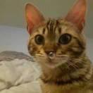 Ali不想说话72674的个人资料头像