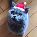 xiaoSupercat的个人资料头像