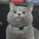 暗杠的个人资料头像