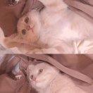 默本尊73636的个人资料头像