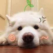 swallow524365273的个人资料头像