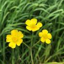 枫就是我73799的个人资料头像