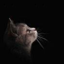 安安M的个人资料头像