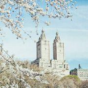 不是花中偏爱菊此花开的个人资料头像