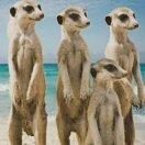 adios酱的个人资料头像