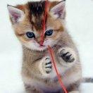 紫陌红尘的个人资料头像