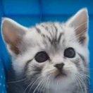 槐冕的个人资料头像