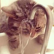 caosuyang的个人资料头像