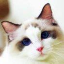 珍云恒星的个人资料头像