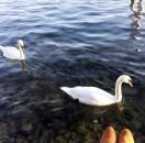 lily重名了的个人资料头像