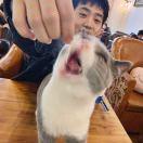 中华田园的个人资料头像