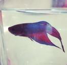 bluesliu的个人资料头像