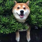 firsdream的个人资料头像