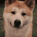 西域蘑菇帮的个人资料头像