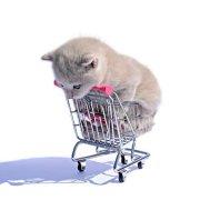 Alisa__蕊的个人资料头像