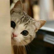 叶子_远方的个人资料头像