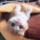 葱厨的个人资料头像