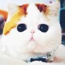 喵喵酱团子的个人资料头像